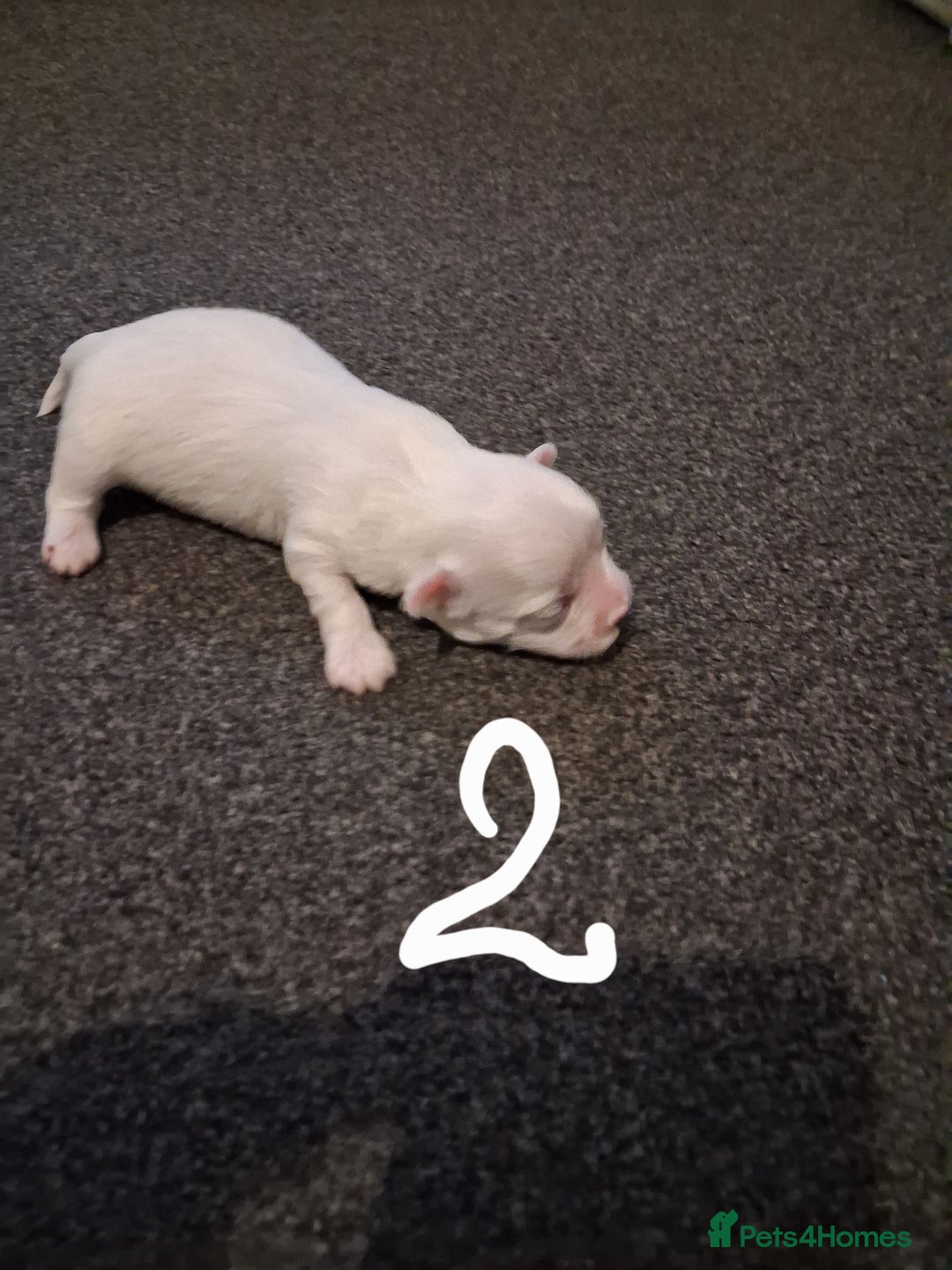 Mixed Breed dogs for sale: Beautiful Maltipoo Puppies 💙 - Image 6