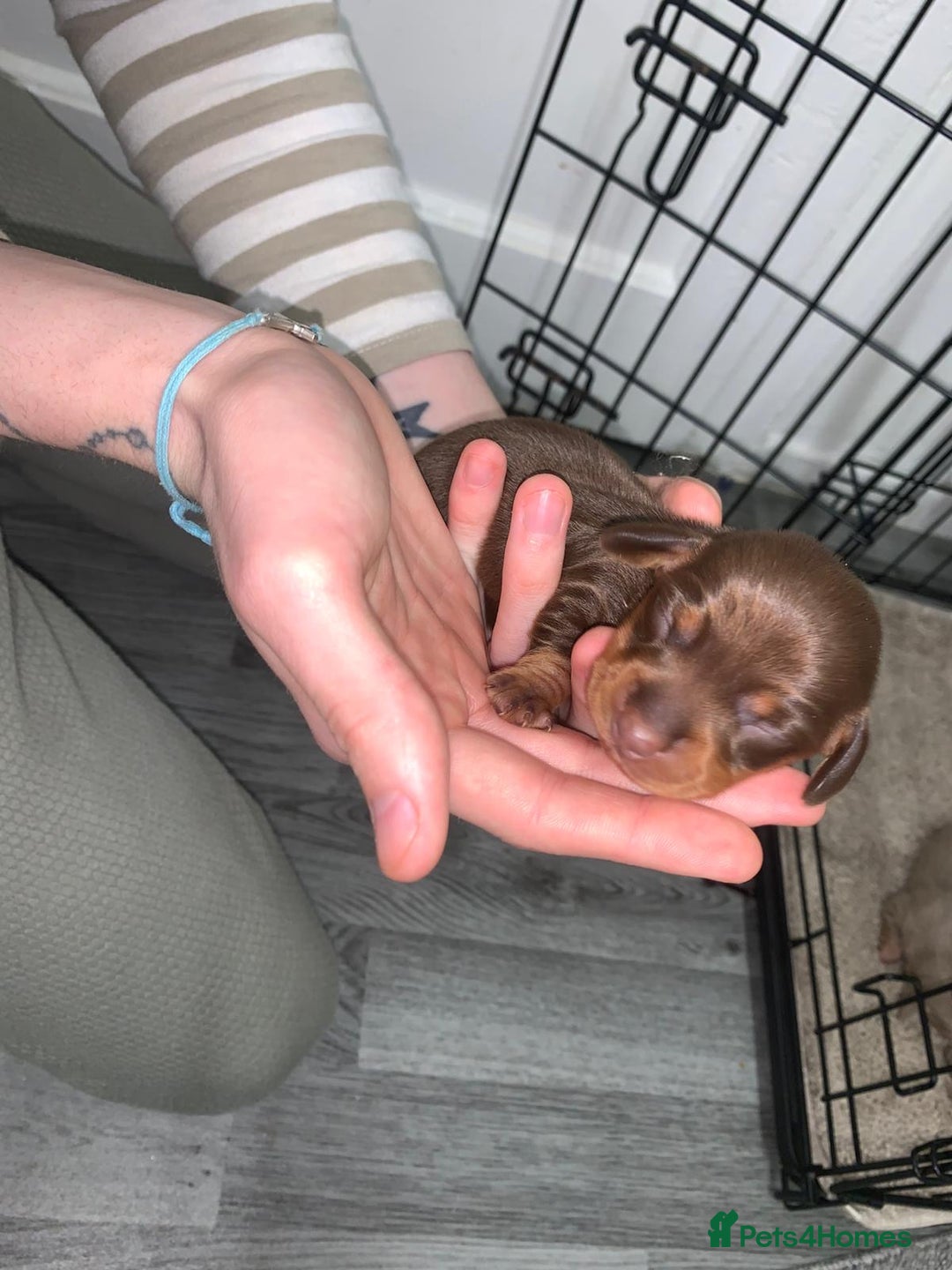 Miniature Dachshund dogs for sale: Miniature dachshund  - Advert 2