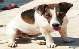 Jack Russell dogs for adoption: Vekku ,A Little Dog with a Big Heart ❤️  - Image 1