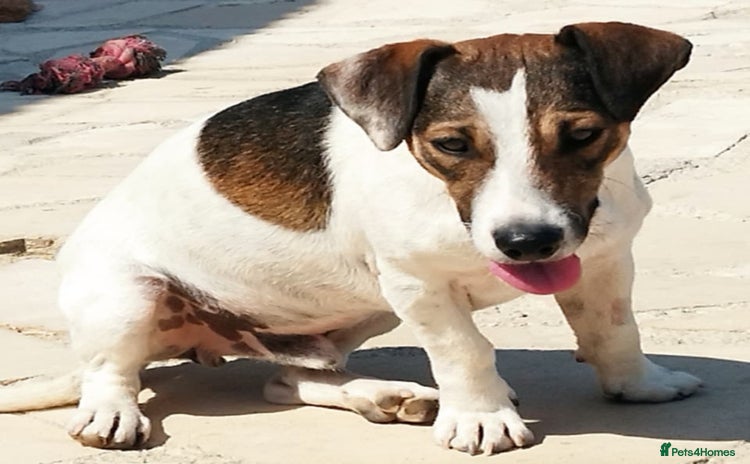 Jack Russell dogs - Advert 1
