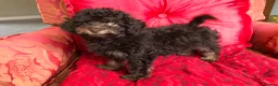 Toy Poodle dogs for sale: Adorable Toy Poodle Girl - Advert 13