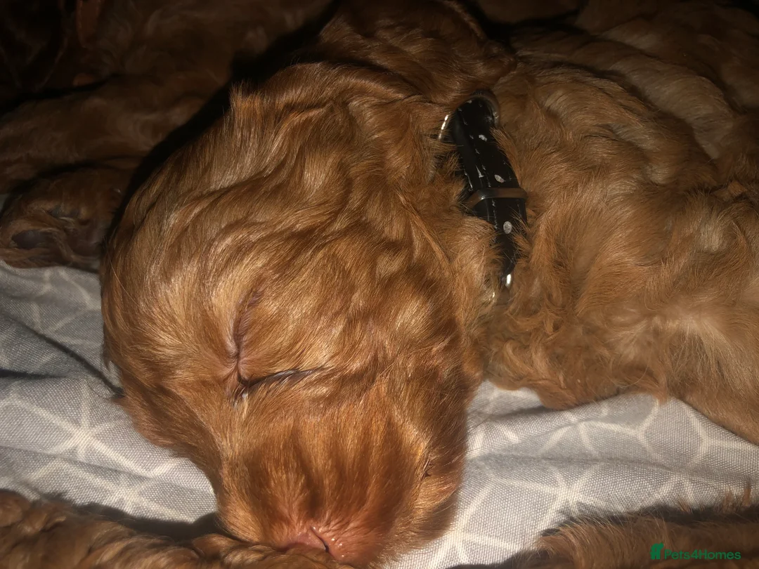 Cockapoo dogs for sale: Cockapoo pups for sale  - Advert 12