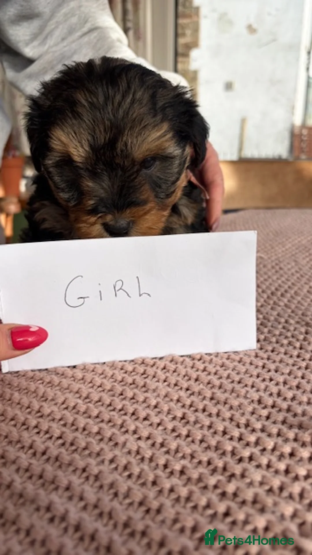 Yorkiepoo dogs for sale: Yorkipoos  - Advert 11