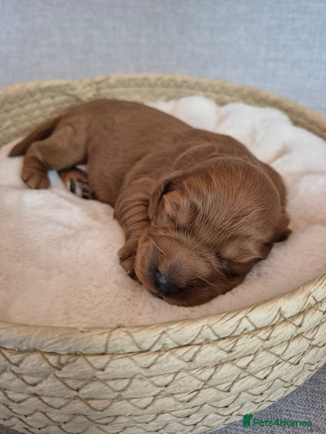Cockapoo dogs for sale: red cockapoo f1 non fading - Image 7