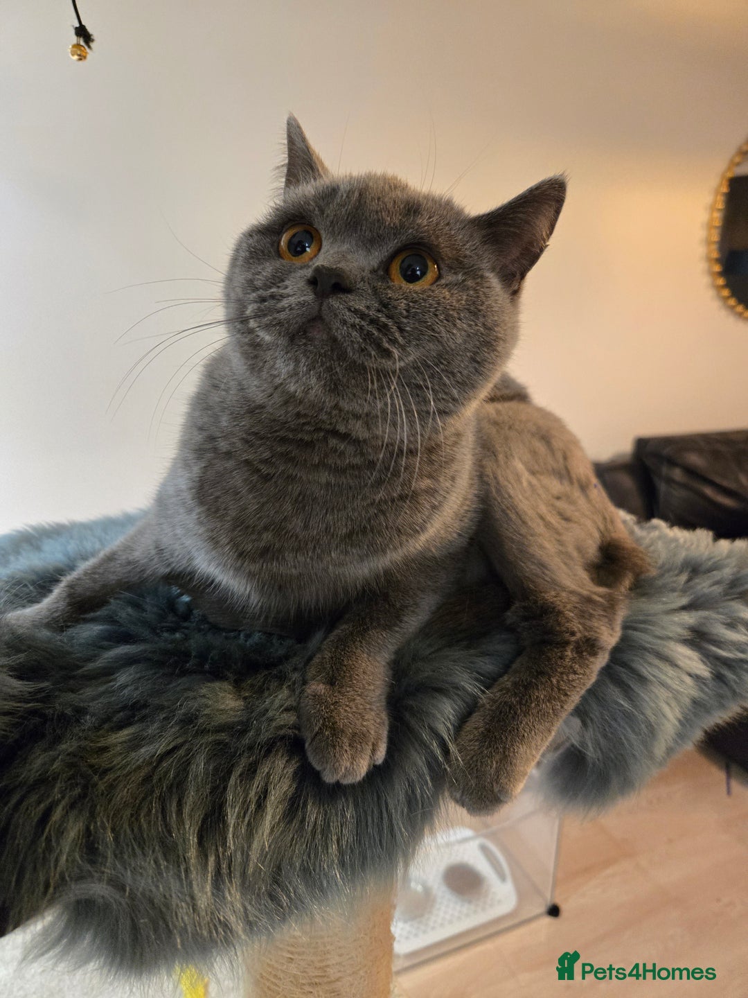 British Shorthair cats for sale: Blue British shorthair 9 months old £400 - Advert 8
