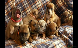 Staffordshire Bull Terrier dogs for sale: Red little one ❤️ - Image 5