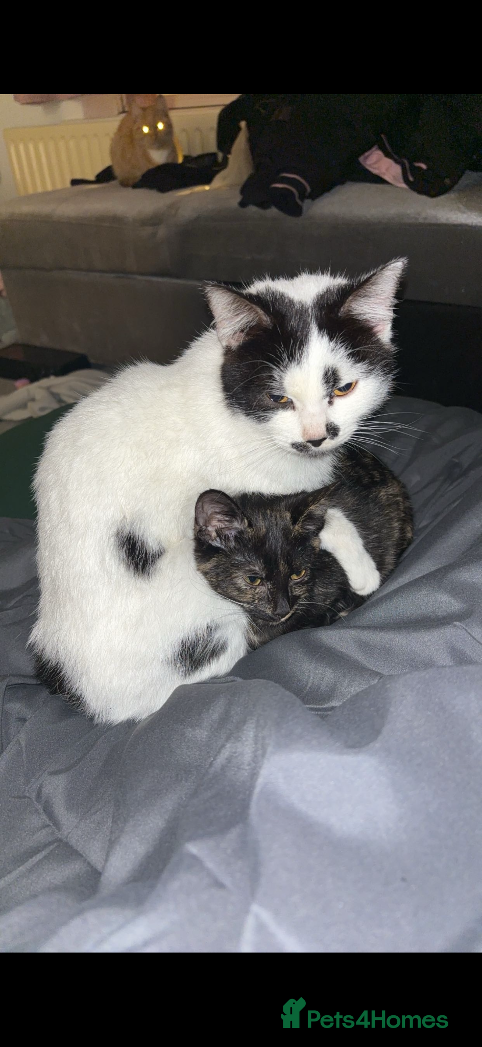 Mixed Breed cats 3 female cats need homes  - Advert 14