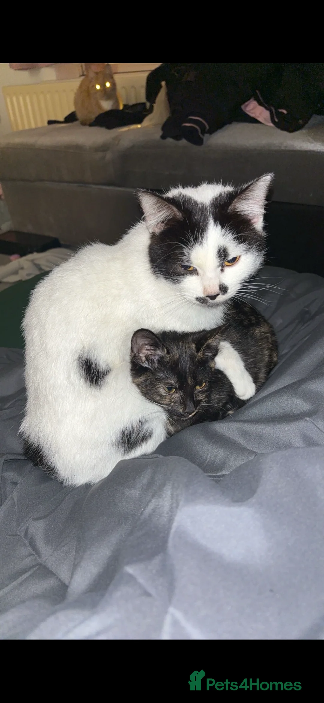 Mixed Breed cats for sale: 3 female cats need homes  - Advert 1