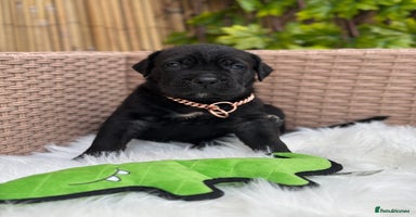 Mixed Breed dogs - Advert 5