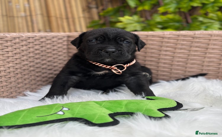 Mixed Breed dogs - Advert 2