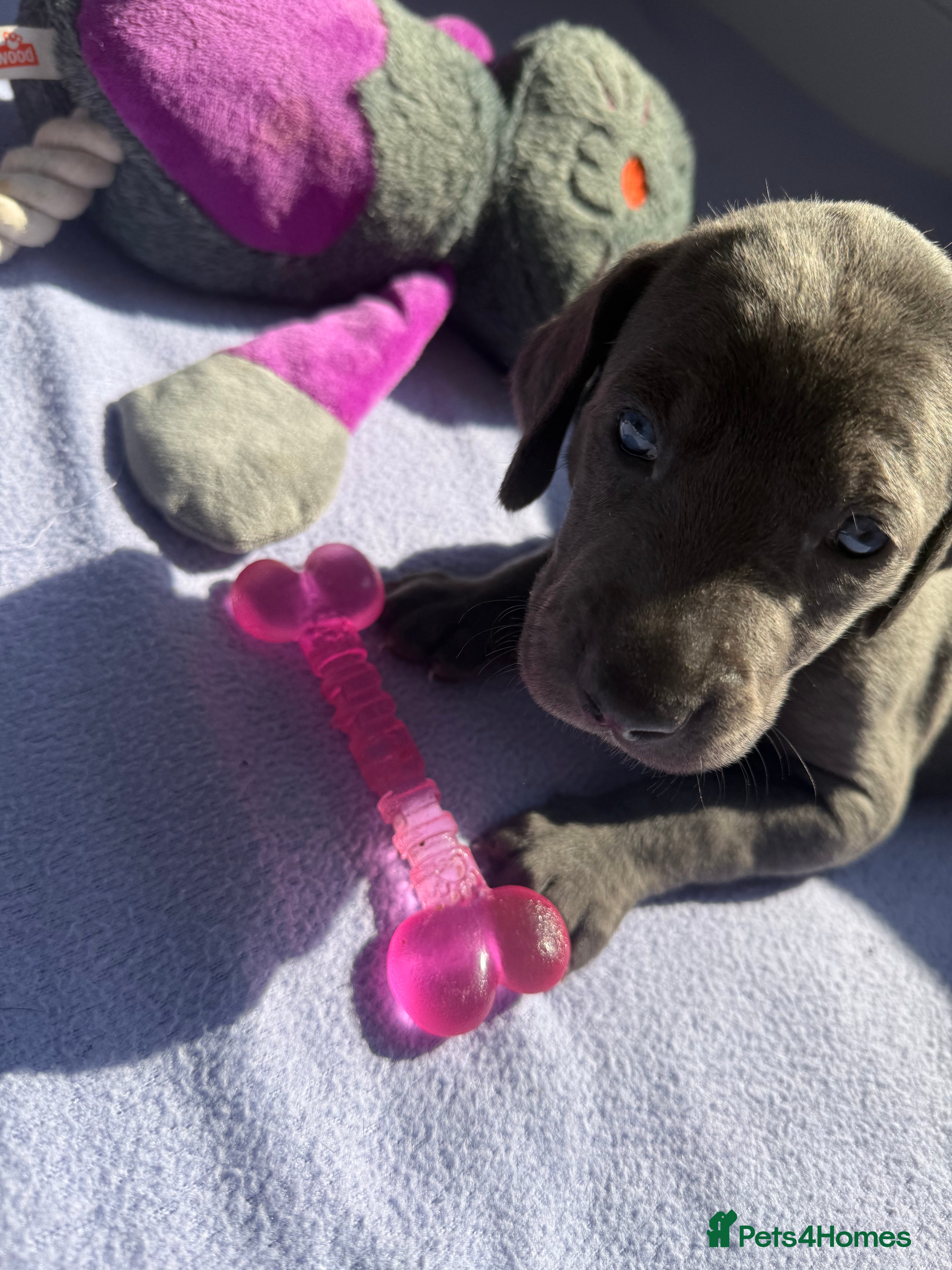 Weimaraner dogs KC Reg Weimaraner Puppies Silver & Blue - Advert 2