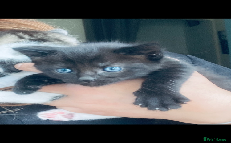 Mixed Breed cats - Advert 15