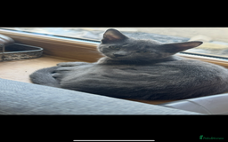 Mixed Breed cats for sale: Cats and Kittens Free - Image 4