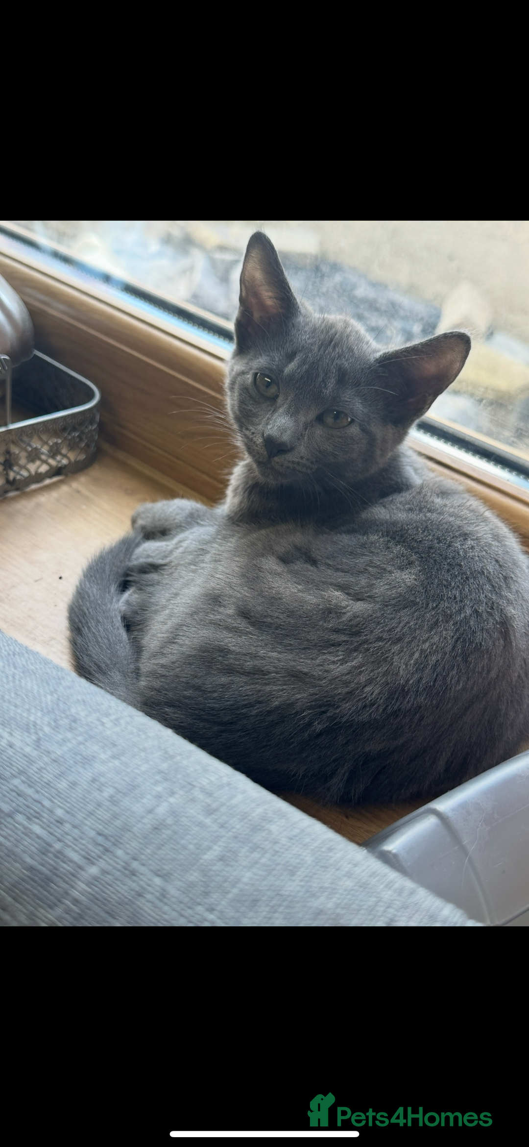 Mixed Breed cats for sale: Cats and Kittens Free - Image 4