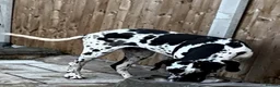 Great Dane dogs for sale: HARLEQUIN GIRL - Advert 3