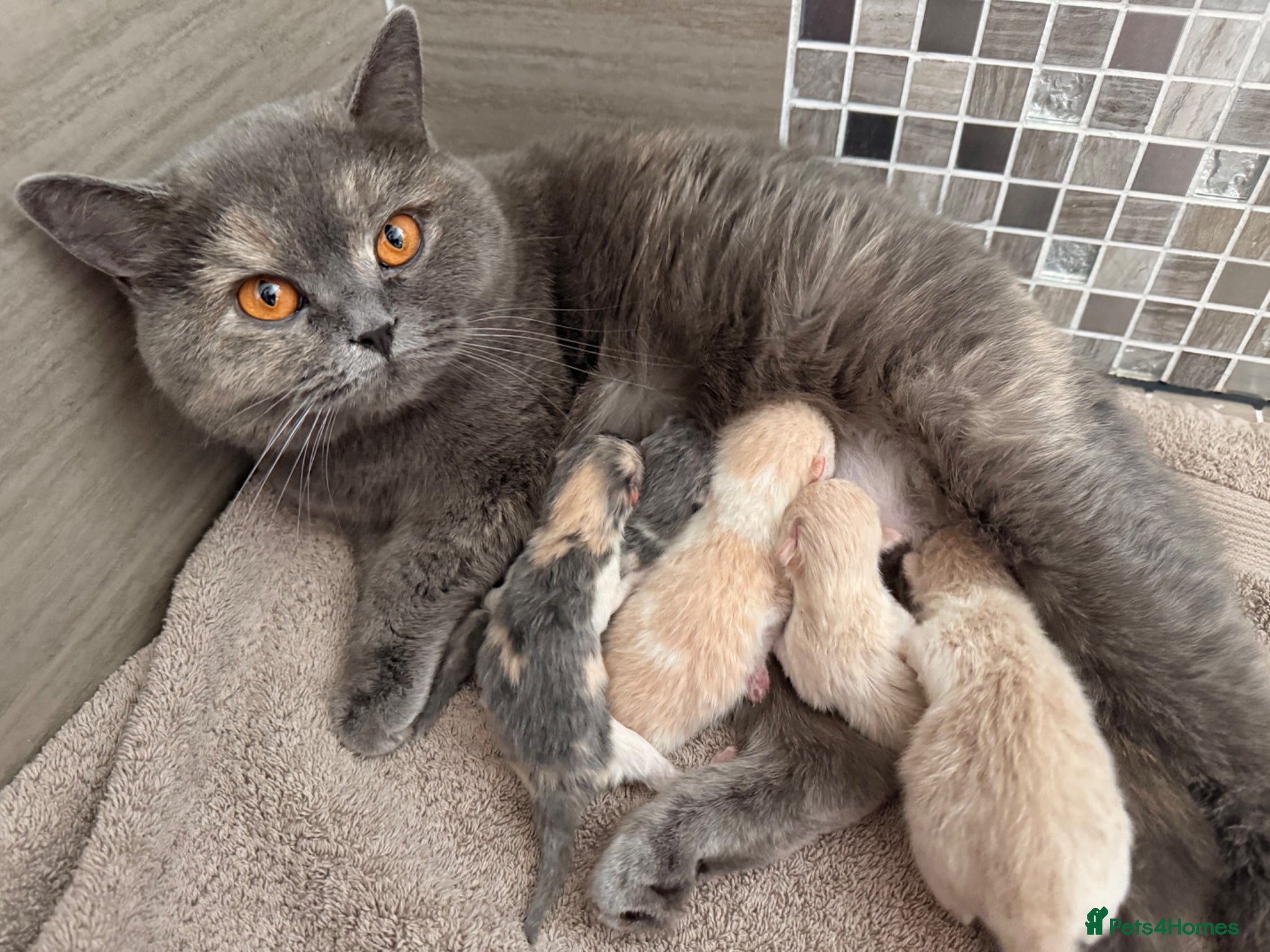 British Shorthair cats British Shorthair Kittens Cream & Tortoiseshell  - Advert 14