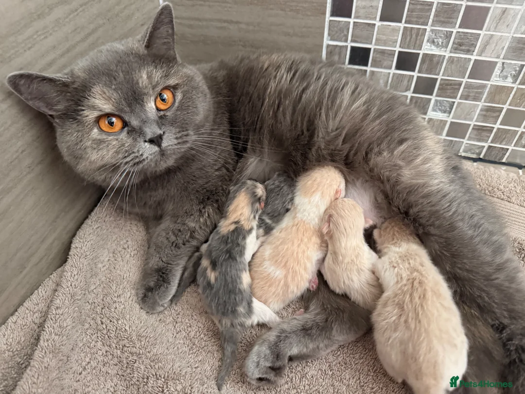 British Shorthair cats for sale: British Shorthair Kittens Cream & Tortoiseshell  - Advert 2
