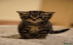 Mixed Breed cats for sale: Mixed breed  - Advert 2