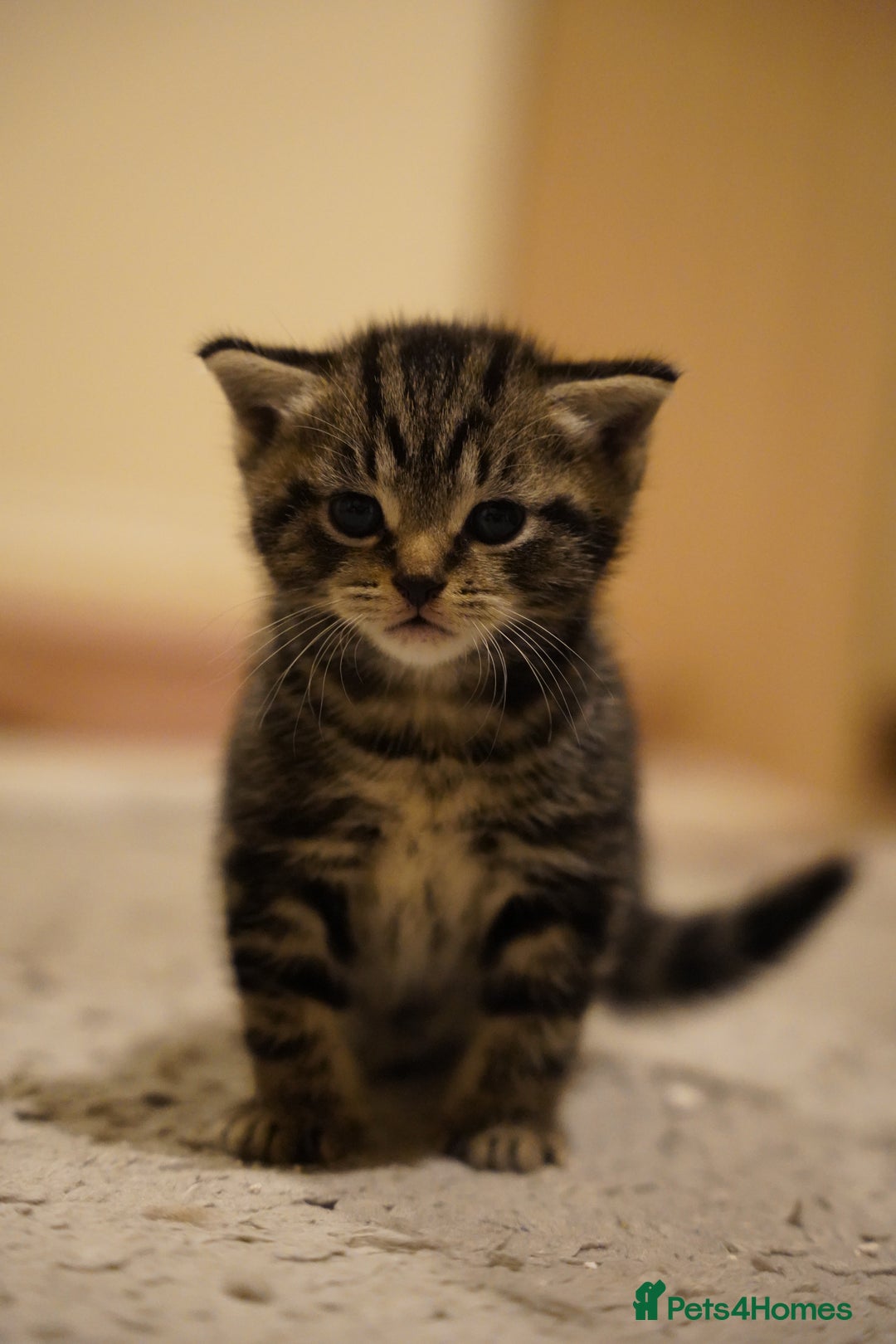 Mixed Breed cats for sale: Mixed breed  - Advert 2