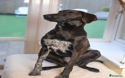 Mixed Breed dogs for adoption: Pretty Pretzel - Image 7