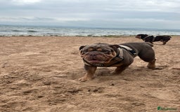 English Bulldog dogs for stud: Sons of king nemesis & epic bully (darling) in Southampton - Image 6