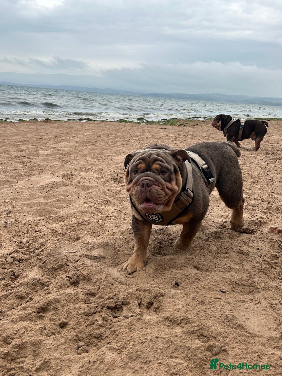English Bulldog dogs for stud: Sons of king nemesis & epic bully (darling) in Southampton - Image 6