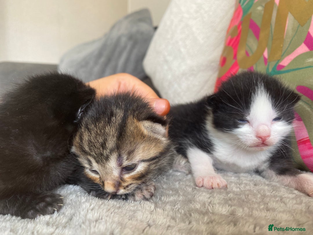 Ragdoll cats for sale: Kittens 💗 - Image 5