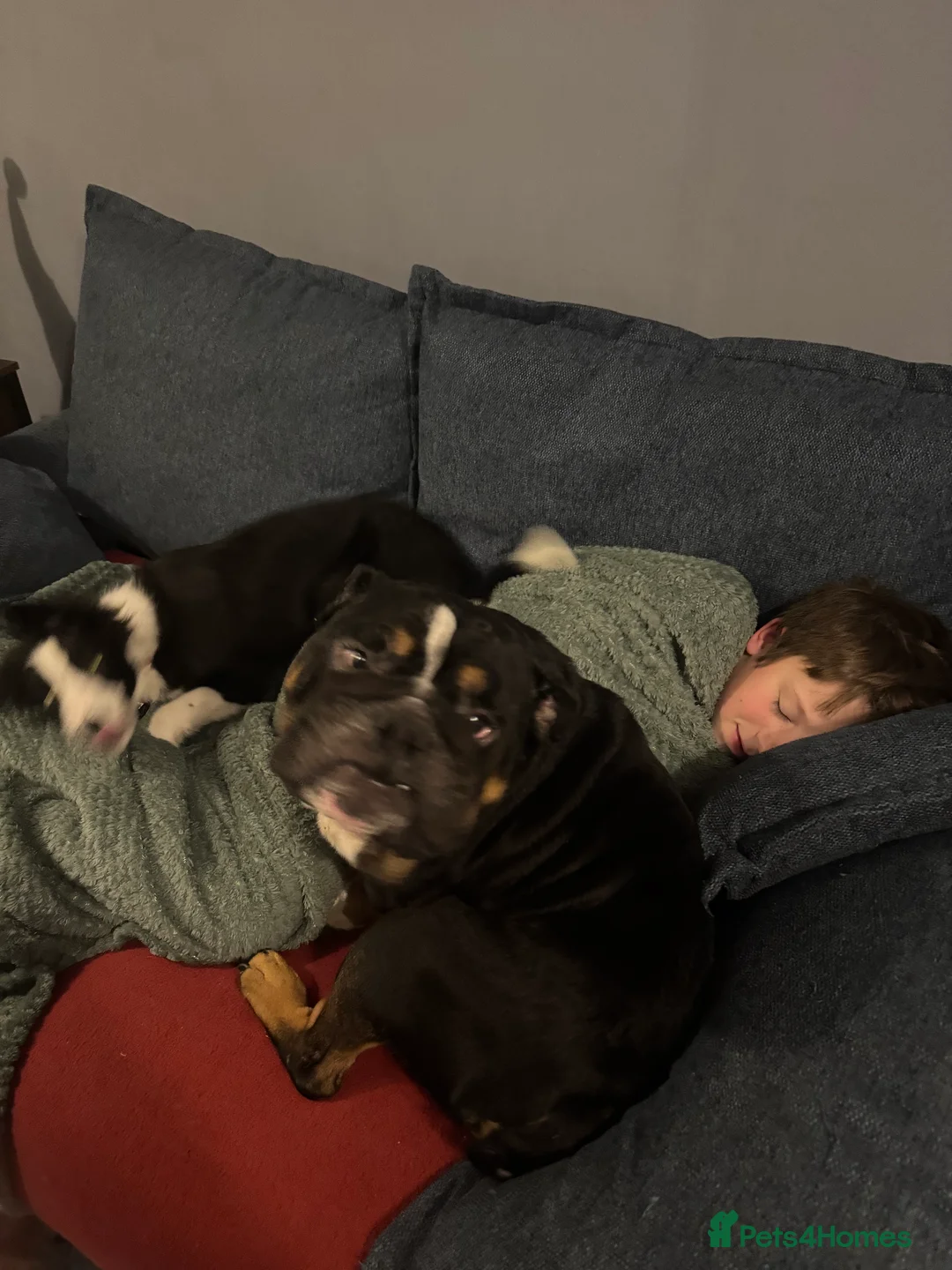 Border Collie dogs for sale: Luna x - Advert 2