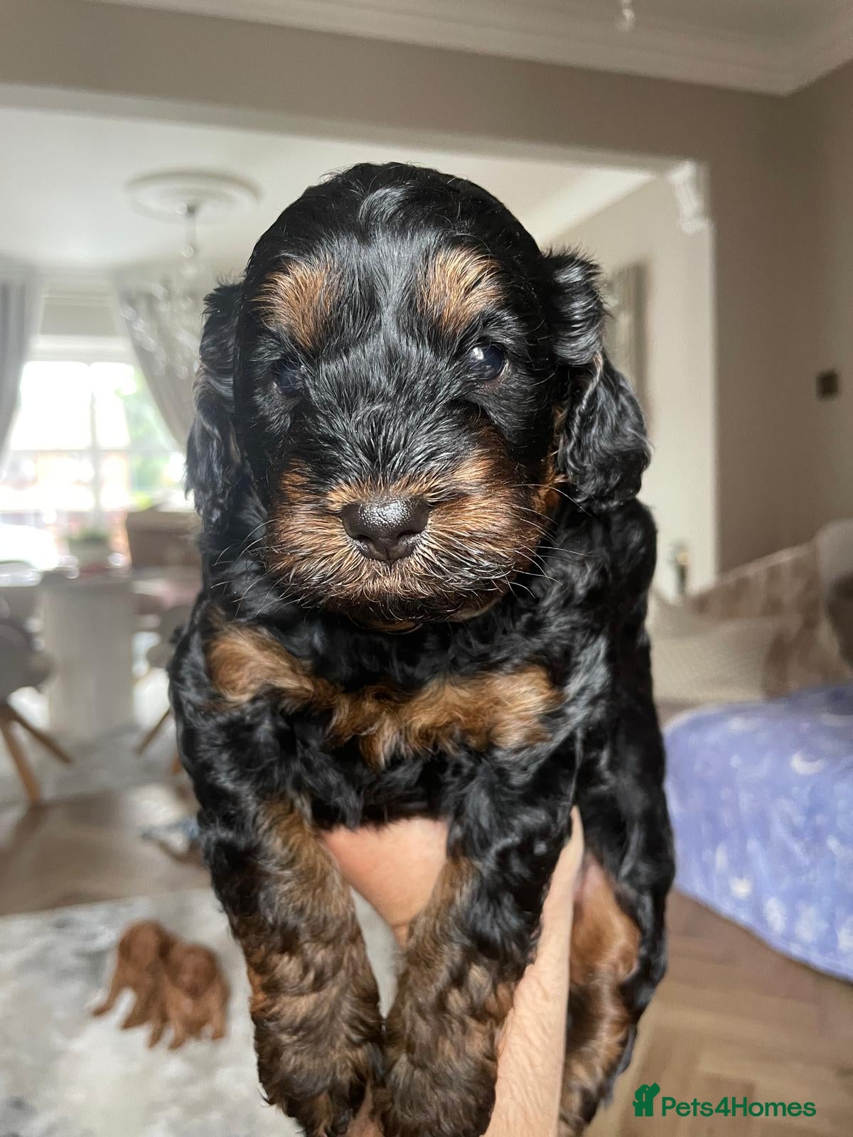 Cockapoo dogs Cockapoo puppies  - Advert 6