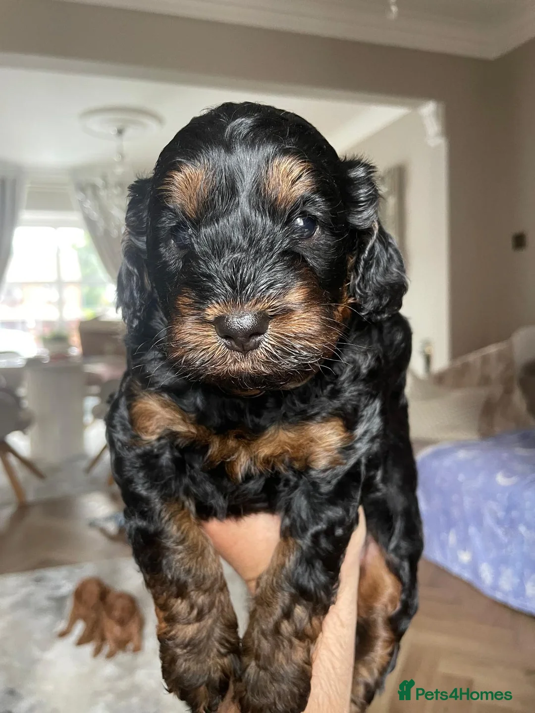 Cockapoo dogs for sale: Cockapoo puppies  in Walsall - Advert 1