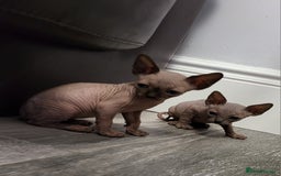 Sphynx cats for sale: Sphynx Healthy happy  boys   - Image 6