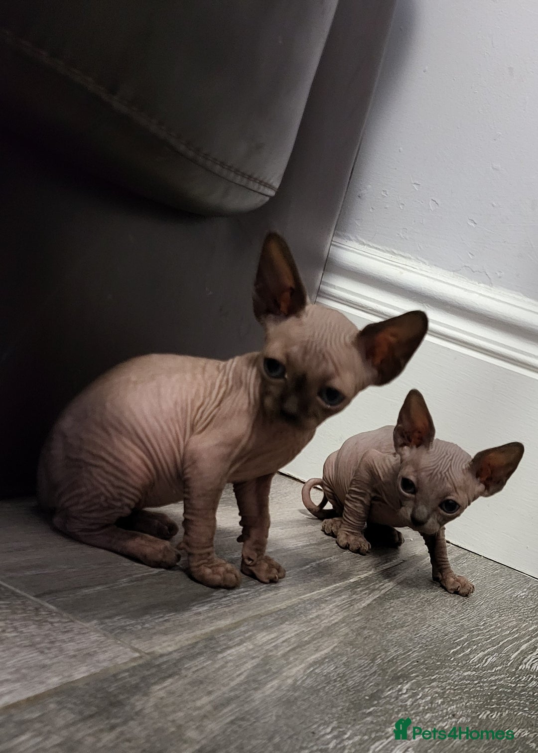 Sphynx cats for sale: Sphynx Healthy happy  boys   - Image 6