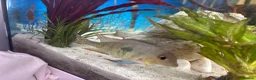 Cichlids fish for sale: I yr old geo tapio and 1 rusty pleco - Advert 3