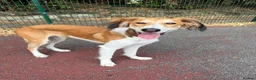 Mixed Breed dogs for sale: 7 month old Saluki X greyhound  - Advert 4