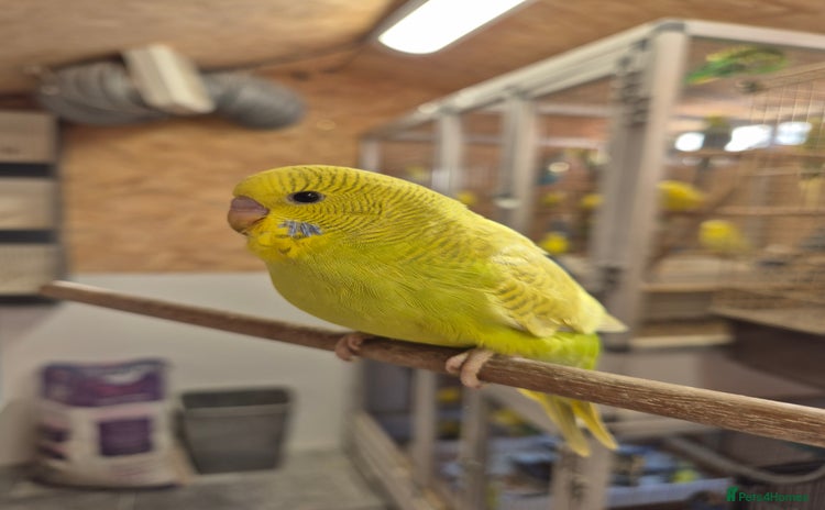 Budgerigars birds - Advert 1