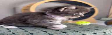 Maine Coon Kitten 2