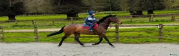 English Thoroughbred horses for sale: Louie 5 year old tb - Advert 2
