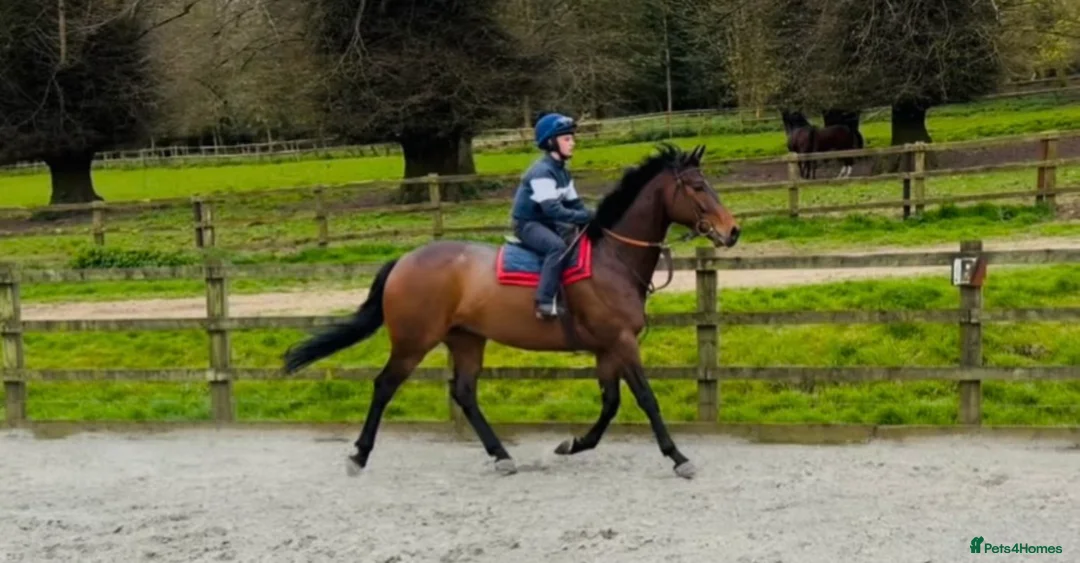 English Thoroughbred horses for sale: Louie 5 year old tb - Advert 2