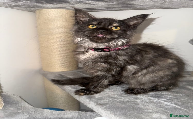 Maine Coon cats - Advert 3