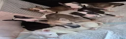 English Bull Terrier dogs for sale: English Bull pups ready to leave - Advert 18