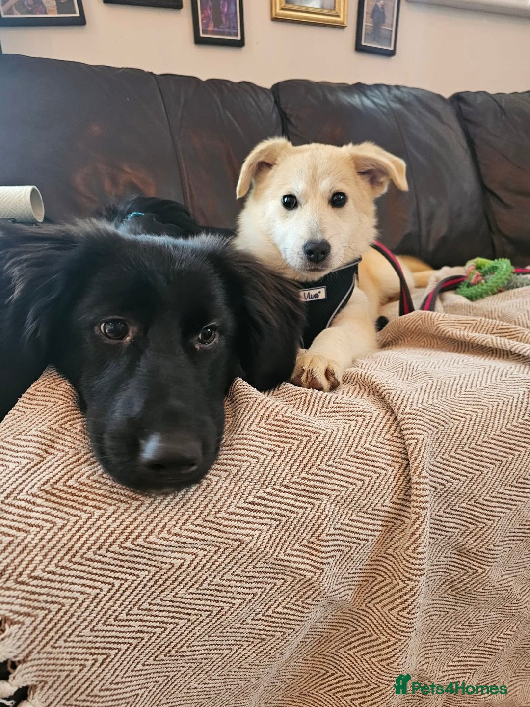 Mixed Breed dogs for adoption: Wren - Costessey Norwich  - Advert 5