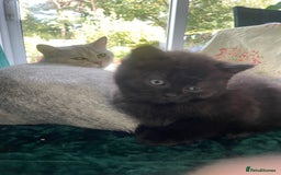 British Shorthair cats for sale: Exceptional BSH kitten, chocolate brown  - Image 14