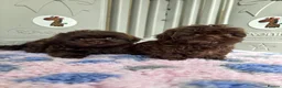Shih Tzu dogs for sale: 💕Stunning Chocolate Shih Tzu💕 - Advert 25
