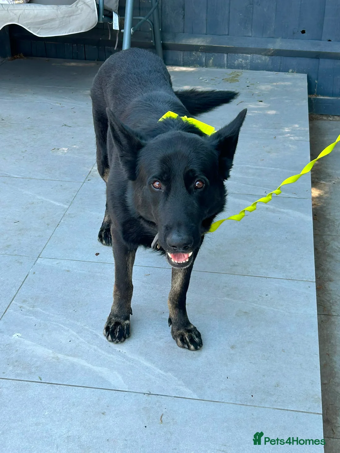 German Shepherd dogs for sale: 5-Year-Old German Shepherd for sale in Enfield - Advert 2