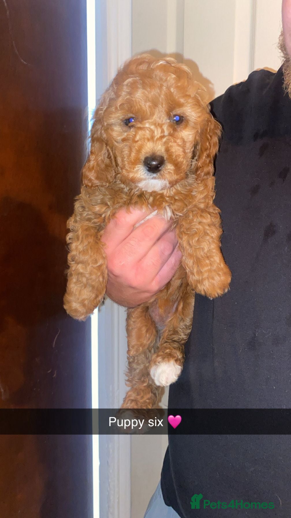 Cavapoo dogs Beautiful fox red cavapoo puppys - Advert 8