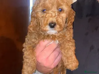 Cavapoo dogs Beautiful fox red cavapoo puppys - Advert 8