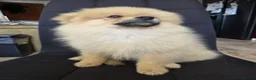 Pomeranian dogs for sale: Beautiful pomeranian  puppies ready to go - Advert 26