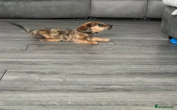 Dachshund dogs for sale: Dachshund puppies  - Image 6