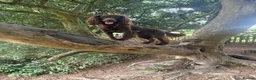 Cocker Spaniel dogs for stud: Working cocker spaniel for stud  in Alfreton - Advert 6
