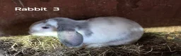 Mini Lop rabbits for sale: Mini lops forsale mixed sex - Advert 9